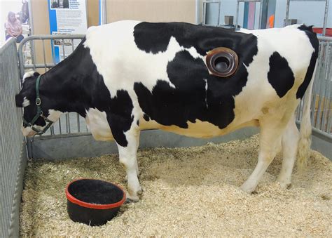 vache à hublot